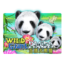 Wild Giant Panda